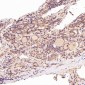 Anti-GRP78 BiP HSPA5 Rabbit Monoclonal Antibody